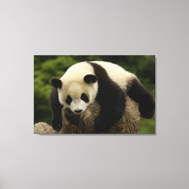 Jättepanda unge (Ailuropoda melanoleuca) Canvastryck (Framsida)