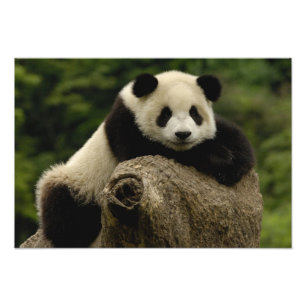 Jättepanda unge (Ailuropoda melanoleuca) Fototryck