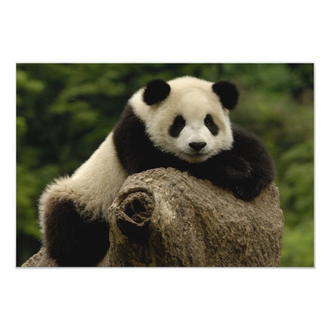 Jättepanda unge (Ailuropoda melanoleuca) Fototryck (Framsidan)