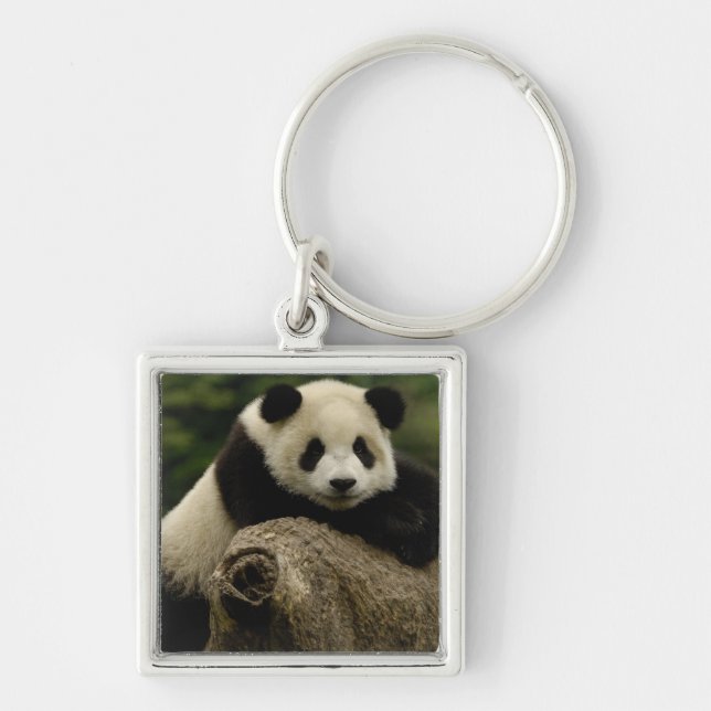 Jättepanda unge (Ailuropoda melanoleuca) Fyrkantig Silverfärgad Nyckelring (Framsidan)