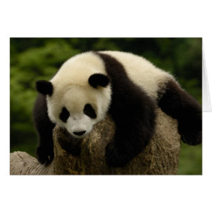Jättepanda unge (Ailuropoda melanoleuca) Hälsningskort