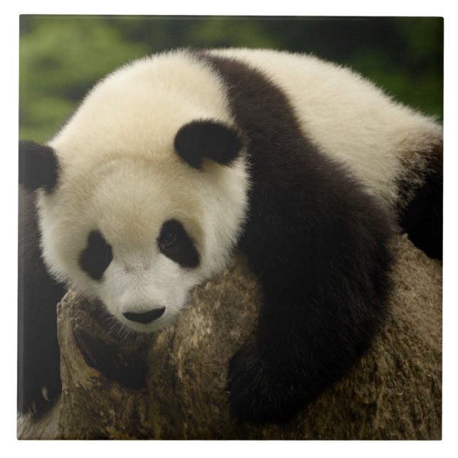 Jättepanda unge (Ailuropoda melanoleuca) Kakelplatta (Framsidan)