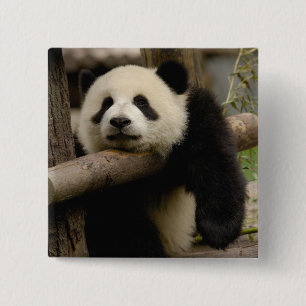 Jättepanda unge Ailuropoda melanoleuca) Knapp