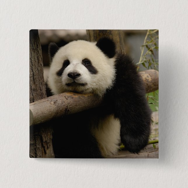 Jättepanda unge Ailuropoda melanoleuca) Knapp (Framsida)