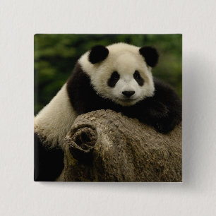 Jättepanda unge Ailuropoda melanoleuca) Knapp