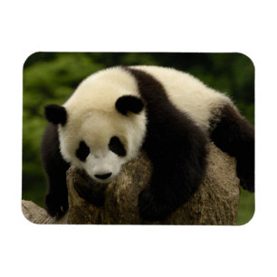 Jättepanda unge (Ailuropoda melanoleuca) Magnet