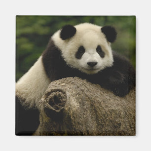 Jättepanda unge (Ailuropoda melanoleuca) Magnet