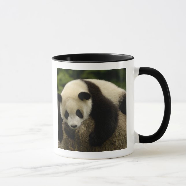 Jättepanda unge (Ailuropoda melanoleuca) Mugg (Höger)