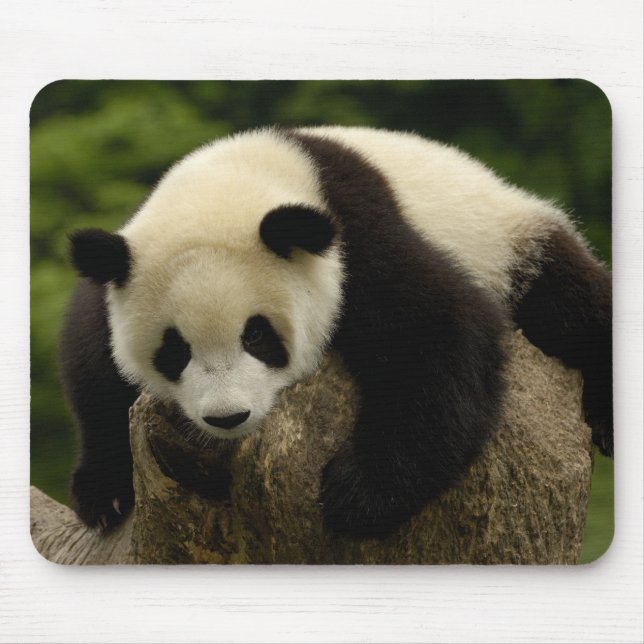 Jättepanda unge (Ailuropoda melanoleuca) Musmatta (Framsidan)