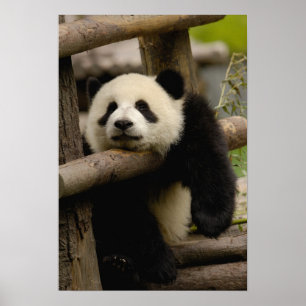 Jättepanda unge (Ailuropoda melanoleuca) Poster