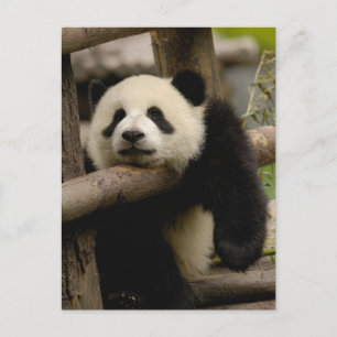 Jättepanda unge (Ailuropoda melanoleuca) Vykort