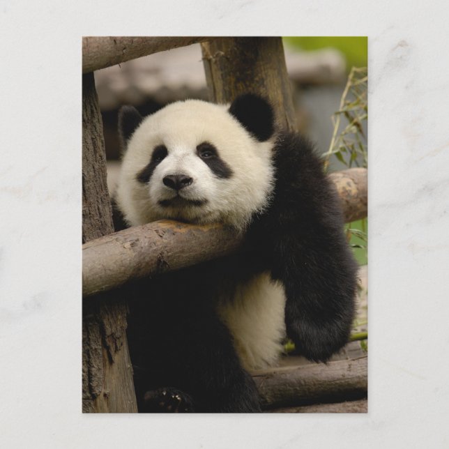 Jättepanda unge (Ailuropoda melanoleuca) Vykort (Framsida)