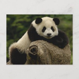 Jättepanda unge (Ailuropoda melanoleuca) Vykort