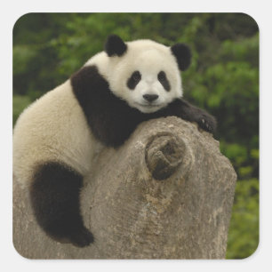 Jättepanda unge fyrkantigt klistermärke
