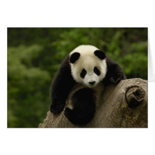 Jättepanda unge hälsningskort