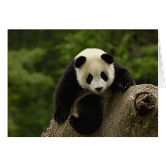 Jättepanda unge hälsningskort (Framsidan Horizontal)