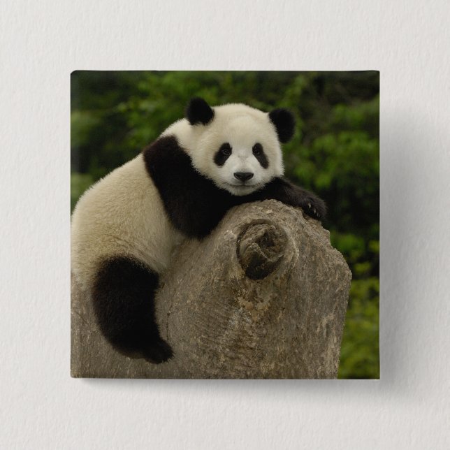 Jättepanda unge knapp (Framsida)