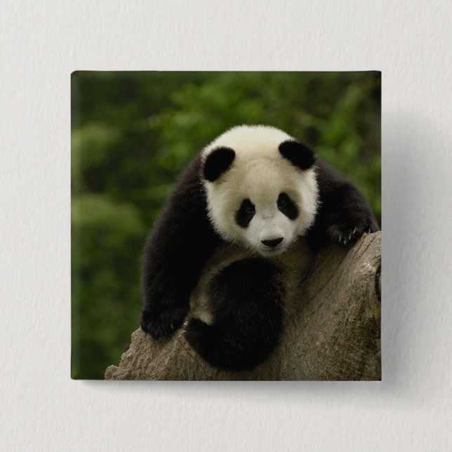 Jättepanda unge knapp (Framsida)
