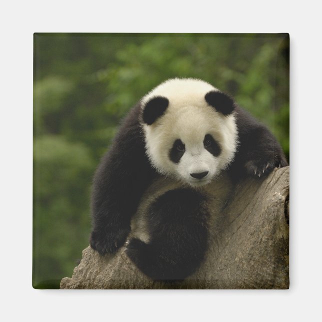 Jättepanda unge magnet (Framsidan)