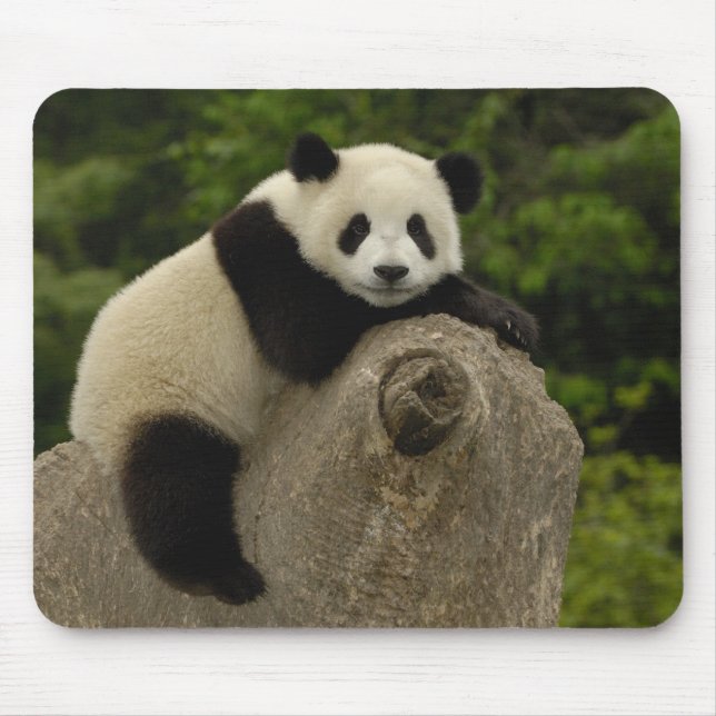 Jättepanda unge musmatta (Framsidan)