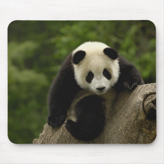 Jättepanda unge musmatta (Framsidan)