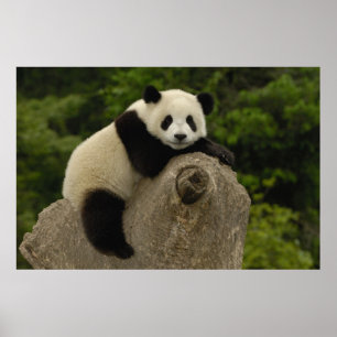 Jättepanda unge poster