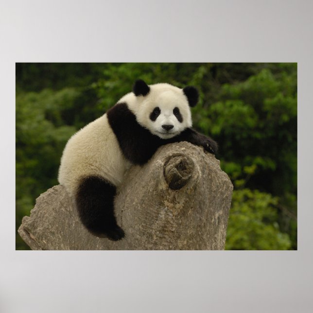 Jättepanda unge poster (Framsidan)