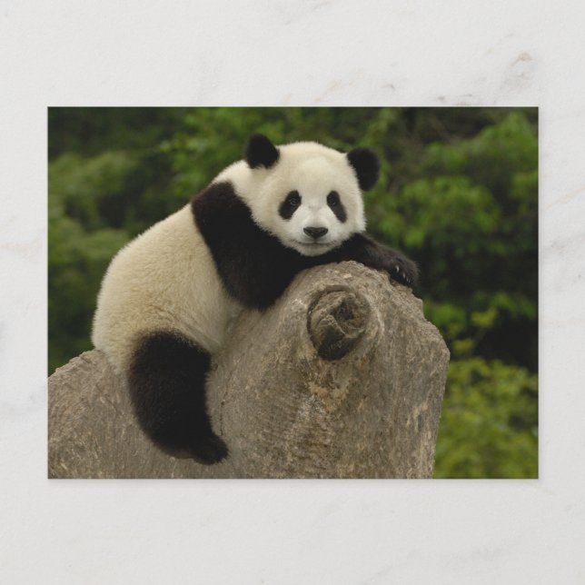 Jättepanda unge vykort (Framsida)
