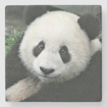 Jättepanda vilar i grönt gräs