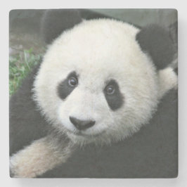 Jättepanda vilar i grönt gräs underlägg sten