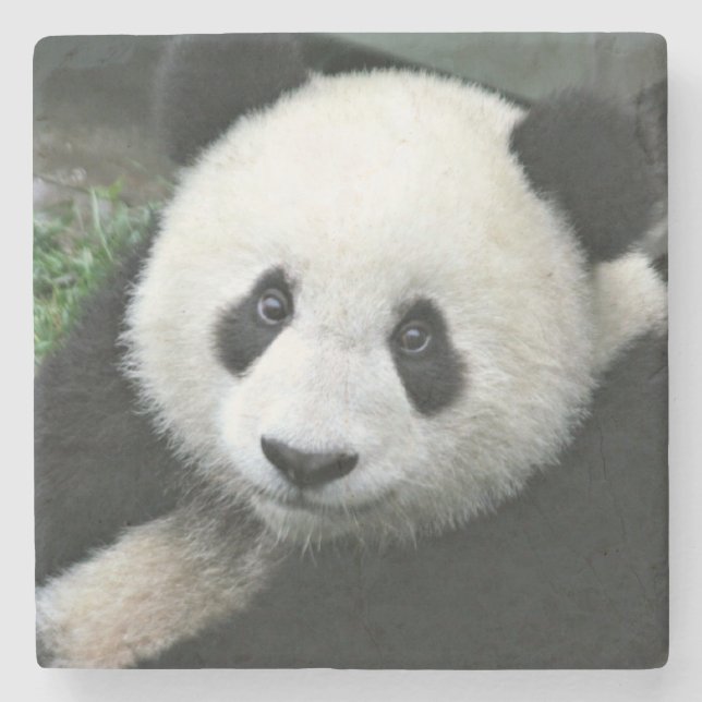 Jättepanda vilar i grönt gräs underlägg sten (Framsidan)