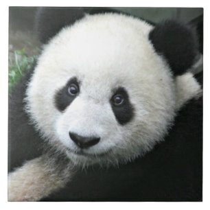Jättepanda vilar på grön äng kakelplatta
