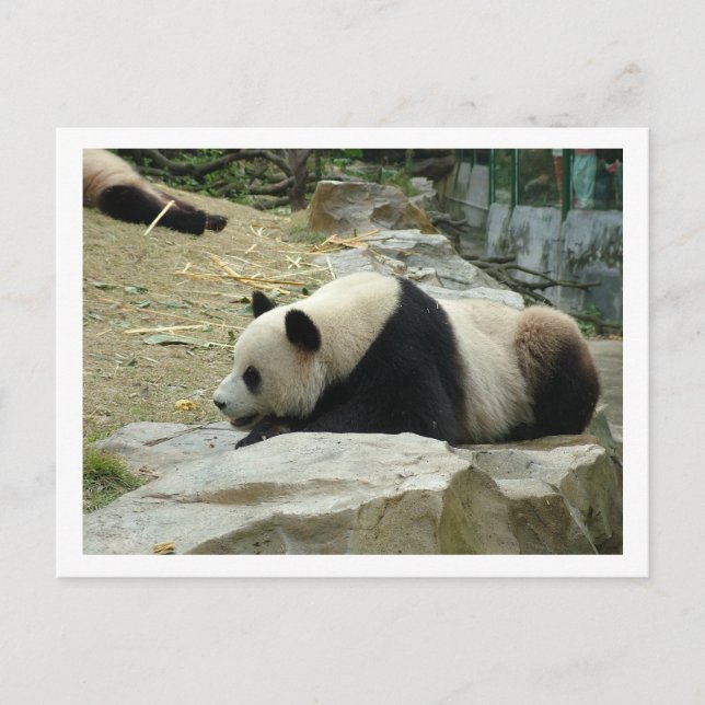 Jättepanda Vykort (Framsida)