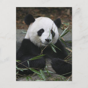Jättepanda Vykort