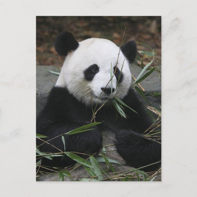 Jättepanda Vykort (Framsida)