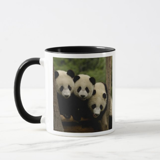 Jättepandas bebisar (Ailuropoda melanoleuca) Mugg (Vänster)