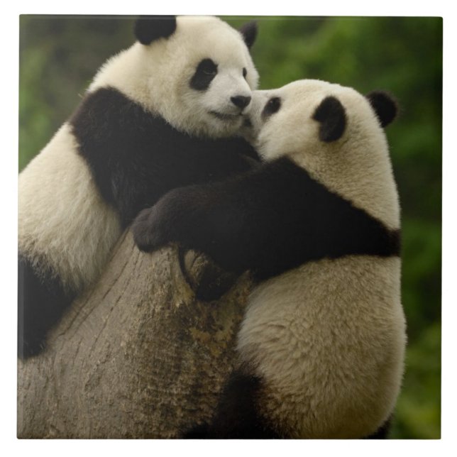 Jättepandaungar (Ailuropoda melanoleuca) Kakelplatta (Framsidan)