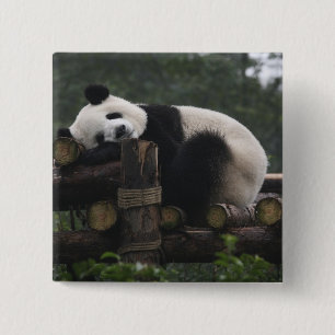 Jättepandor på jättepanda-skydd knapp