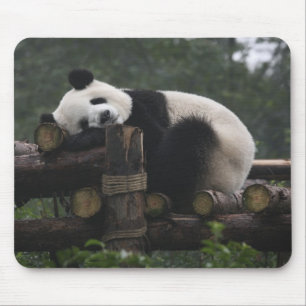 Jättepandor på jättepanda-skydd musmatta