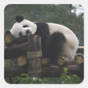 Jättepandor på jättepanda-skyddet fyrkantigt klistermärke