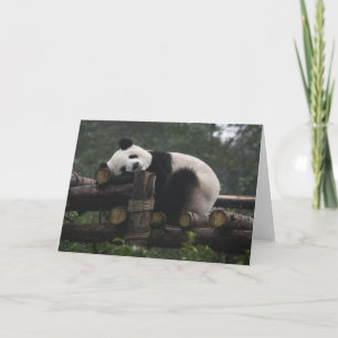 Jättepandor på jättepanda-skyddet kort
