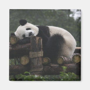 Jättepandor på jättepanda-skyddet magnet