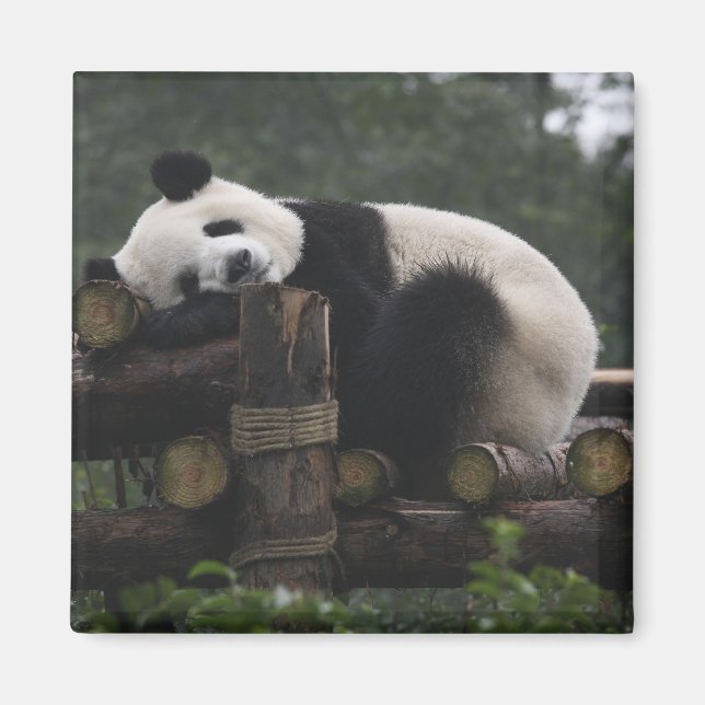Jättepandor på jättepanda-skyddet magnet (Framsidan)