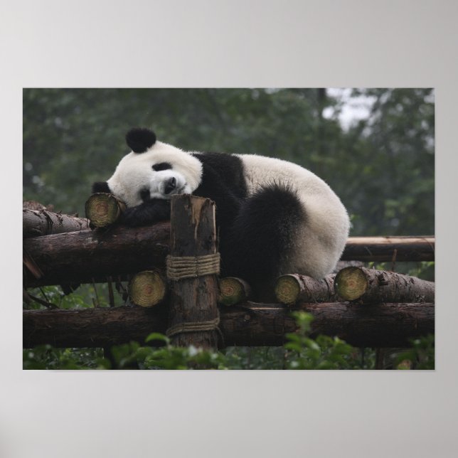 Jättepandor på jättepanda-skyddet poster (Framsidan)
