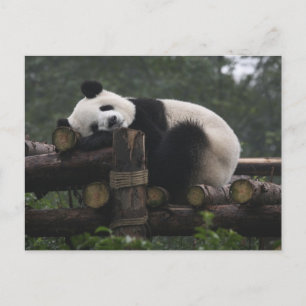 Jättepandor på jättepanda-skyddet vykort