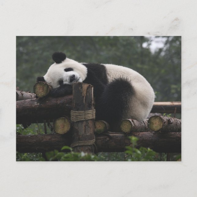 Jättepandor på jättepanda-skyddet vykort (Framsida)
