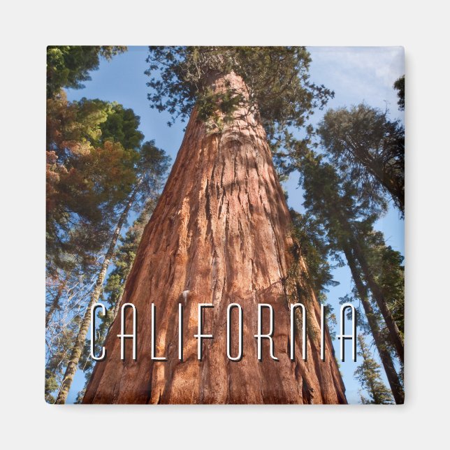 Jättesequoia Stiger Upp Magnet (Framsidan)