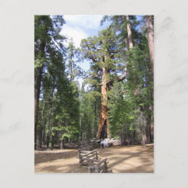 Jättesequoia, Yosemite National Park Vykort