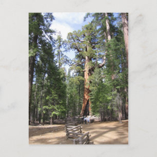 Jättesequoia, Yosemite National Park Vykort