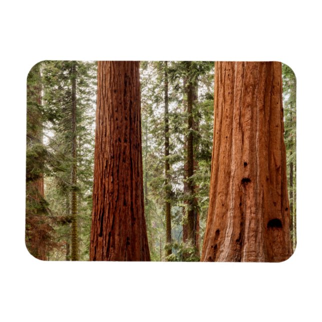 Jättesequoja Panorama Magnet (Horisontell)